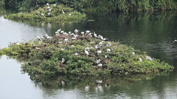 野鳥保護区には白い鶴と緑のモザイク植物に覆われた鳥がいます — ストック写真