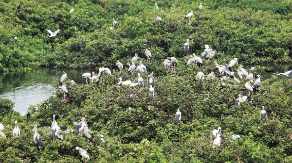 野鳥保護区には白い鶴と緑のモザイク植物に覆われた鳥がいます — ストック写真