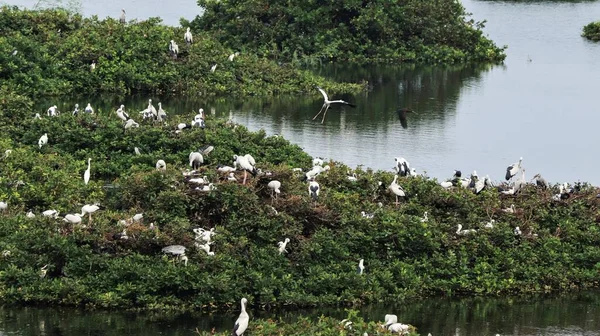 鳥の保護区は家です緑のモザイクの植物には 白い鶴とオープンコウノトリまたはアジアオープン鳥の頭と長い鶴 Anastomus Ascidans といくつかの鳥が含まれます — ストック写真