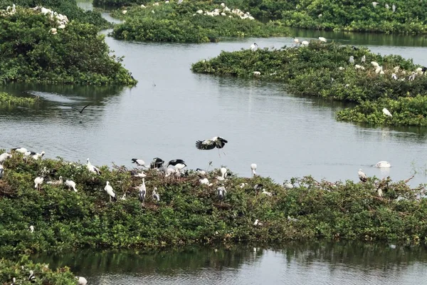 鳥の保護区は家です緑のモザイクの植物には 白い鶴とオープンコウノトリまたはアジアオープン鳥の頭と長い鶴 Anastomus Ascidans といくつかの鳥が含まれます — ストック写真