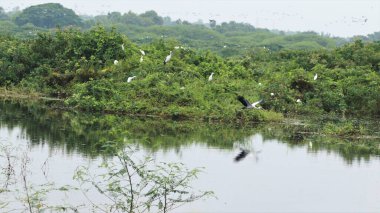 Yeşil mozaik sarmaşıklarının arka planına karşı açık Bill Bird sahnesi