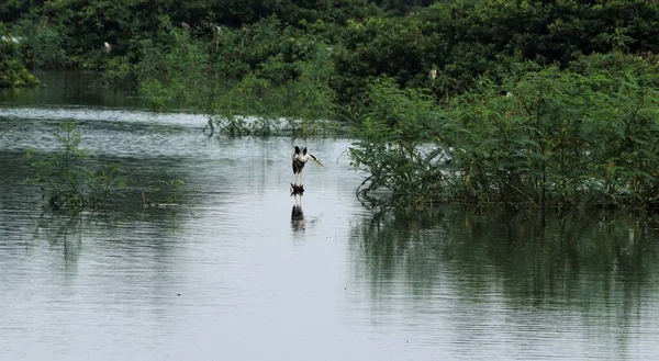 Der Mitte Des Wassers Steht Ein Storchenkran Vor Einem Schwachen — Stockfoto