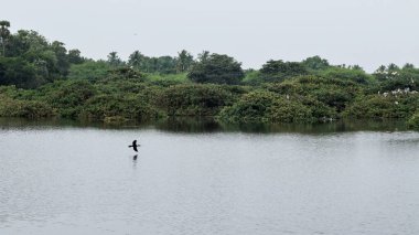 Güzel yeşil mozaik manzarası. Kuşlar ve güzel göl suyuyla birlikte.