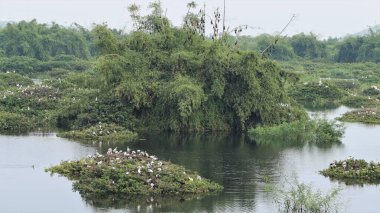 Güzel yeşil mozaik manzarası. Kuşlar ve güzel göl suyuyla birlikte.