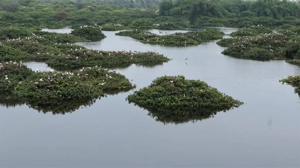 Mooi Groen Mozaïek Landschap Met Een Aantal Vogels Mooi Meer — Stockfoto