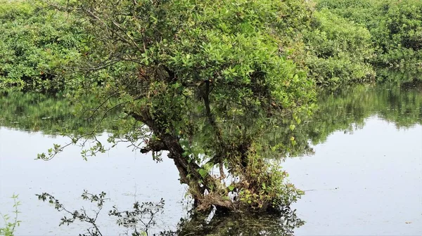 Ein Baum Mit Grünem Mosaik Mitten Wasser — Stockfoto