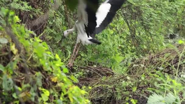 Head Long Beak Open Billed Stork Bird Asian Openbill Bird — Stockvideo