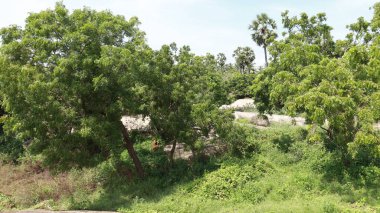 Yeşillik ve doğal ağaçlara bakmak çok güzel.