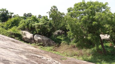 Güzel uçurum yamacı doğal ağaçları görmek için güzeldir.