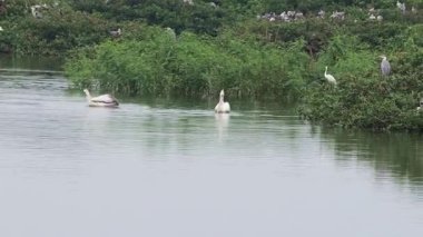 Bazı pelikanlar yüzer ve bitkiyi göldeki suya çeker.