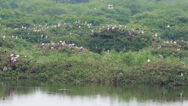 Vedanthangal Bird Sanctuary Ist Die Heimat Weißer Kraniche Und Einiger — Stockvideo