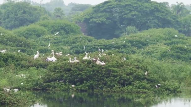 Vedanthangal Kuş Sığınağı Beyaz Vinçler Pelikanlar Leylekler Asya Açık Tan — Stok video