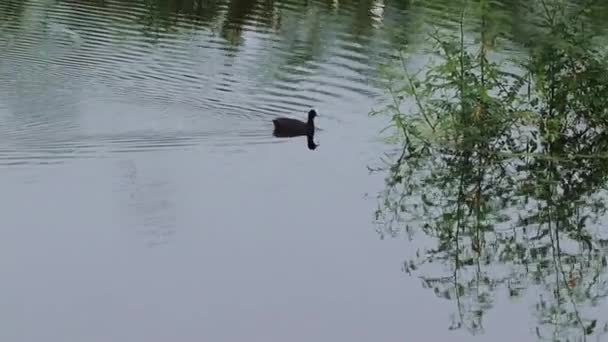 Der Wasservogel Schwimmt Wasser Und Geht Dann Der Nähe Der — Stockvideo