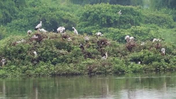 Den Grünen Mosaikpflanzen Gehören Weiße Kraniche Und Der Offene Storch — Stockvideo