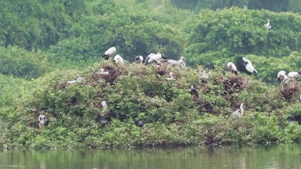 Green Mosaic Plants Include White Cranes Open Stork Asian Open — Stock Video