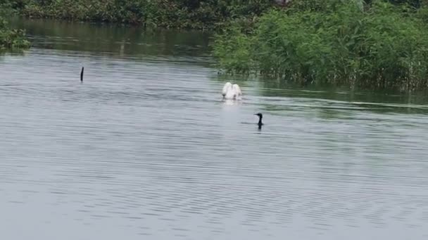 Pelicano Nada Puxa Planta Para Água Lago — Vídeo de Stock