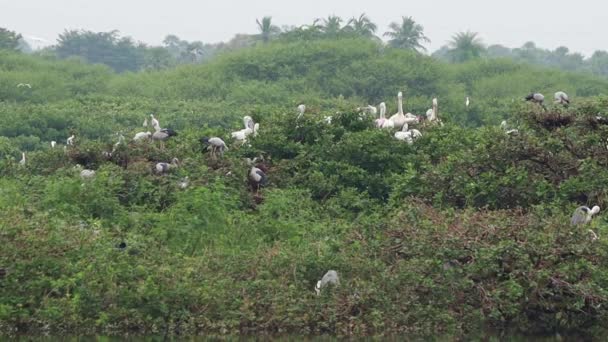 Bird Sanctuary Hogar Rompecabezas Verdes Con Grúas Blancas Pelícanos Cigüeñas — Vídeos de Stock