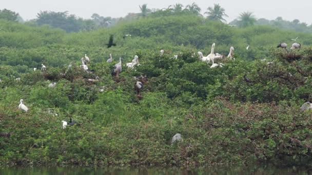 Bird Sanctuary Lar Quebra Cabeças Verdes Com Guindastes Brancos Pelicanos — Vídeo de Stock