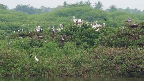 Bird Sanctuary Jest Domem Dla Zielonych Łamigłówek Białymi Żurawiami Pelikanami — Wideo stockowe
