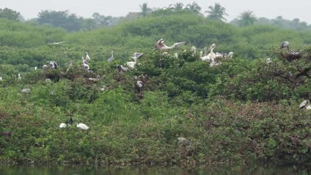 Bird Sanctuary Hogar Rompecabezas Verdes Con Grúas Blancas Pelícanos Cigüeñas — Vídeos de Stock