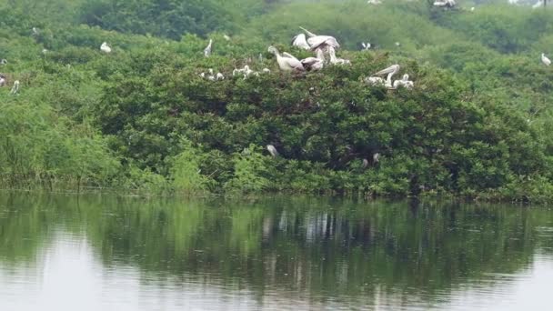 Bird Sanctuary Jest Domem Dla Zielonych Łamigłówek Białymi Żurawiami Pelikanami — Wideo stockowe