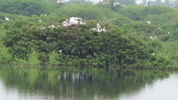 Bird Sanctuary Ist Die Heimat Von Grünen Puzzles Mit Weißen — Stockvideo