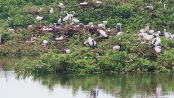 Den Grünen Mosaikpflanzen Gehören Weiße Kraniche Und Der Offene Storch — Stockvideo