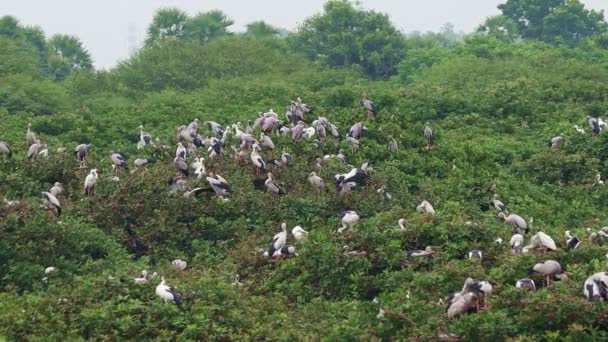 鳥保護区には 白い鶴とペリカン コウノトリ アジアオープンでのいくつかの鳥といくつかの鳥が座っている緑のパズルがあります — ストック動画