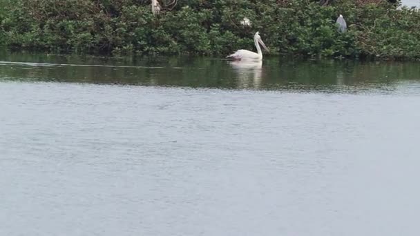 Der Pelikan Schwimmt See Und Geht Über Das Wasser See — Stockvideo