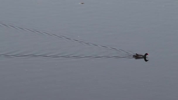 Las Aves Acuáticas Nadan Agua — Vídeos de Stock
