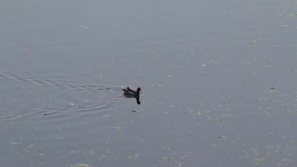 Водоплавающая Птица Плавает Воде — стоковое видео