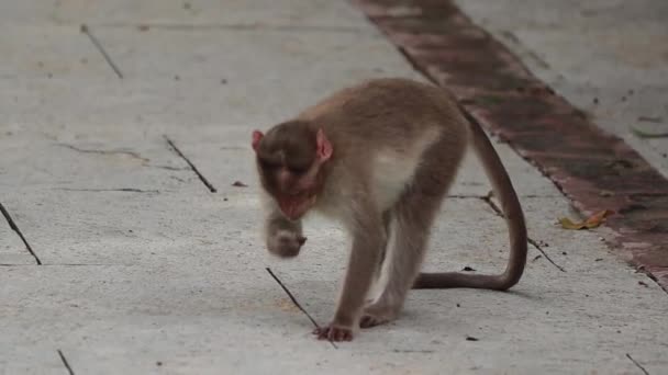 Dos Macacos Come Busca Comida Disponível Chão — Vídeo de Stock