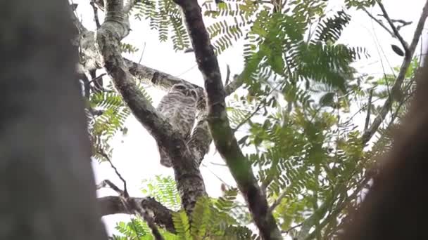 Búho Está Posado Árbol — Vídeos de Stock