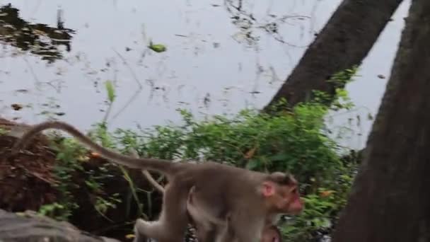 这只猴子都和她的小宝宝在一起 — 图库视频影像