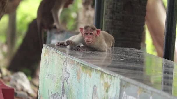 Maymunlardan Biri Yerde Yiyecek Ararken Yemek Yiyor — Stok video