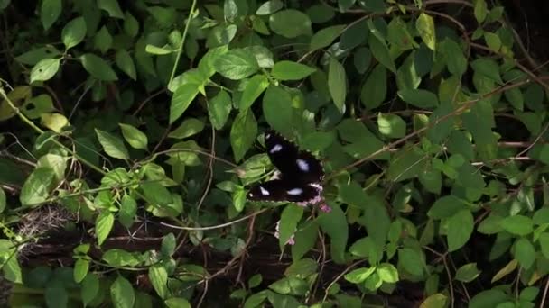 Černý Motýl Sedí Rostlině — Stock video