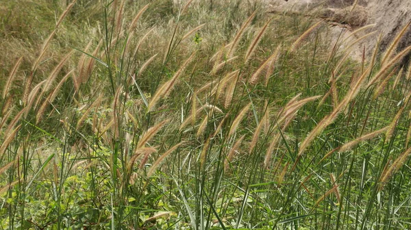 Campo Grama Prata Chinês Ornamental — Fotografia de Stock