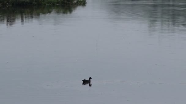 Der Wasservogel Schwimmt Wasser — Stockvideo