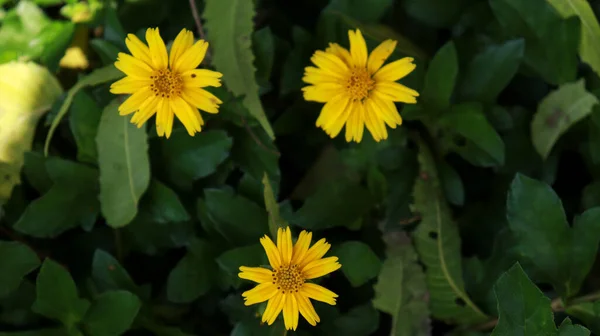 Girassol Amarelo Flor Com Fundo Pálido Folhas Verdes — Fotografia de Stock