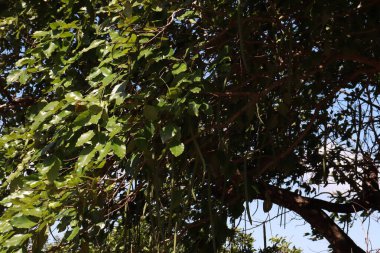 Güzel yeşil doğa yaprağı. doğa arka plan