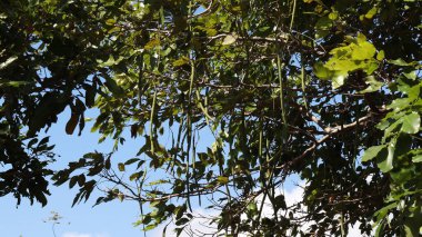 Güzel yeşil doğa yaprağı. ve mavi gökyüzü