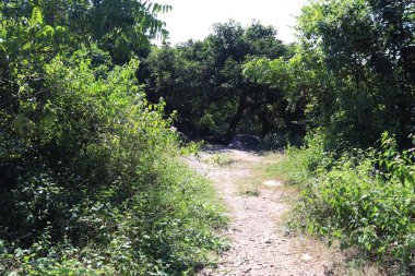 Her zaman yeşil sarmaşıklar.