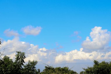 Yeşil asmalar. Beyaz bulutlu mavi gökyüzünün arka planında.