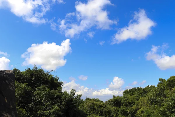 Viñas Verdes Perennes Contra Fondo Del Cielo Azul Con Nubes — Foto de Stock