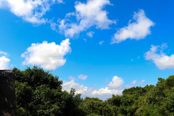 Yeşil asmalar. Beyaz bulutlu mavi gökyüzünün arka planında.