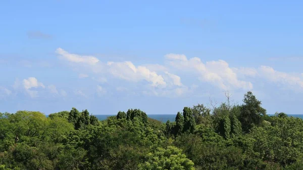 Piękny Zielony Wiecznie Zielony Krajobraz Białe Chmury Tle Błękitnego Nieba — Zdjęcie stockowe