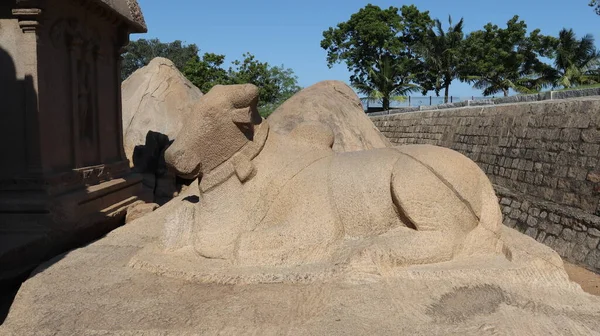 Taşa oyulmuş bir boğa. Tamamlanmamış. Kaya ve doğanın ortasında.