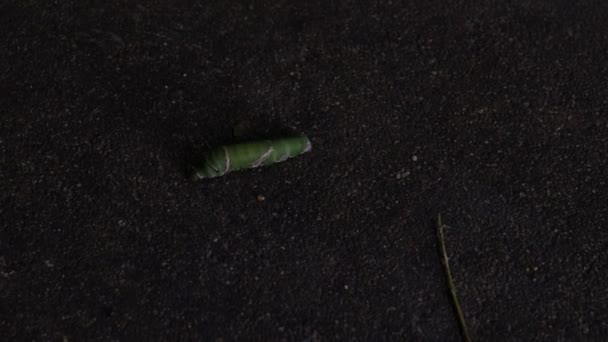 Green Caterpillar Crawls Ground — стоковое видео