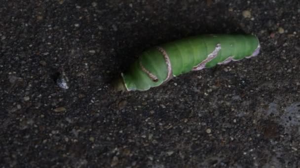 Green Caterpillar Crawls Ground — стоковое видео