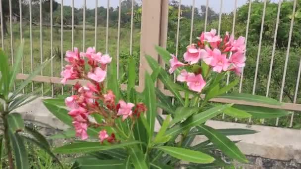 Oleander Pink Flower Plant Sway Wind — Stockvideo